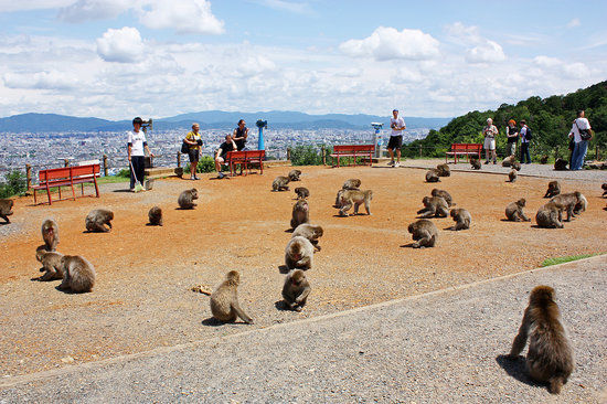 Arashiyama Monkey Park Iwatayama